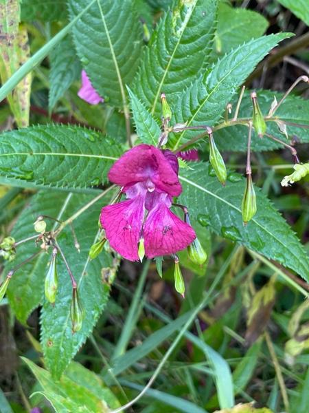 Reuzenbalsemien (Impatiens glandulifera)